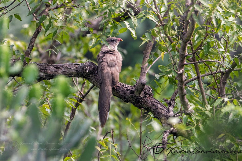 Red-billed Malkoha (Zanclostomus javanicus).jpg