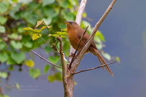 Rufous Babbler (Argya subrufa) (1)