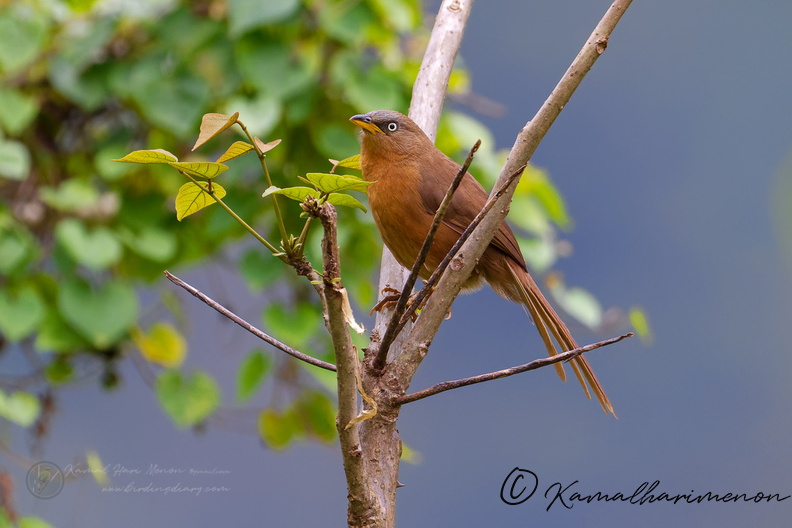 Rufous Babbler (Argya subrufa) (1).jpg