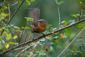 Rufous Babbler (Argya subrufa)