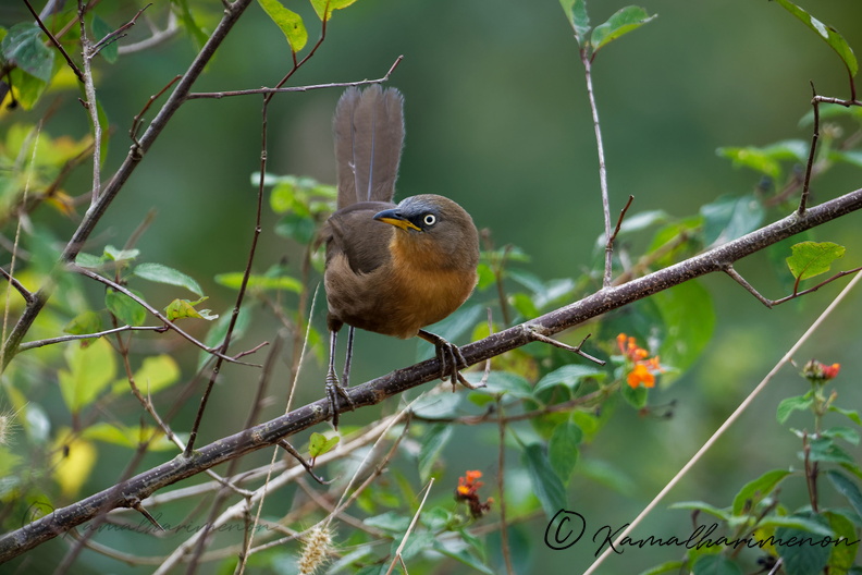 Rufous Babbler (Argya subrufa).jpg