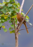 Rufous Babbler (Argya subrufa) (2)
