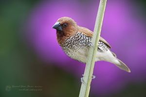 Scaly-breasted munia (Lonchura punctulata)-(1)