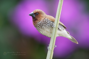 Scaly-breasted munia (Lonchura punctulata)-(3)