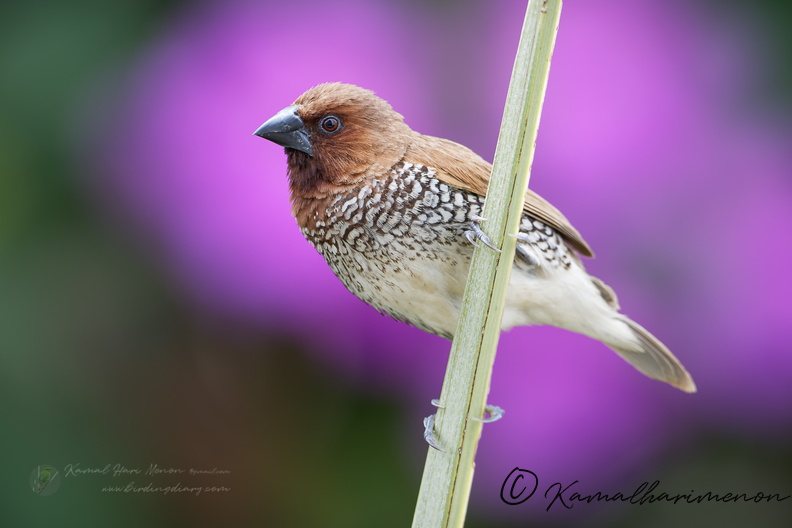 Scaly-breasted munia (Lonchura punctulata)-(3).jpg