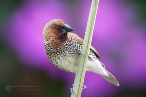 Scaly-breasted munia (Lonchura punctulata)-(2)