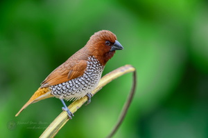 Scaly-breasted Munia (Spotted Munia) (1)