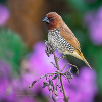 Scaly-breasted Munia (Lonchura punctulata)