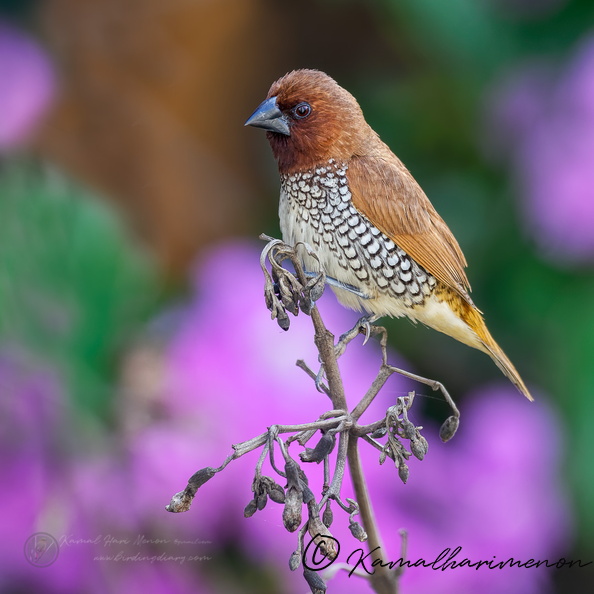 Scaly-breasted Munia (Lonchura punctulata).jpg