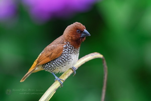 Scaly-breasted Munia (Spotted Munia) (2)