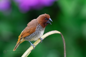 Scaly-breasted Munia (Spotted Munia) (3)