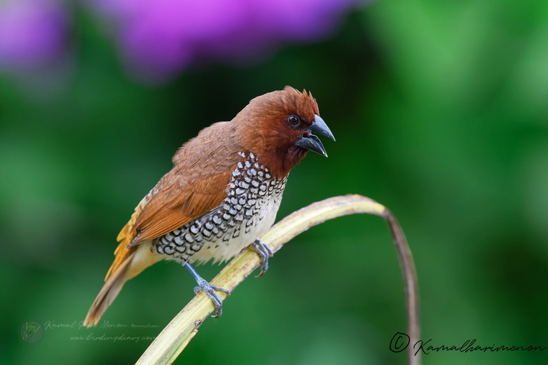 Scaly-breasted Munia (Spotted Munia) (3).jpg