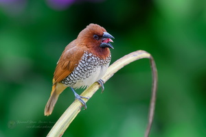 Scaly-breasted Munia (Spotted Munia) (4)