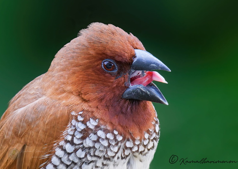 Scaly-breasted Munia (Spotted Munia) (5).jpg