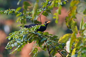 Southern Hill Myna (Gracula indica)