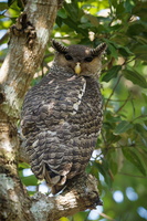 Spot-bellied Eagle-owl (Bubo nipalensis) (2)