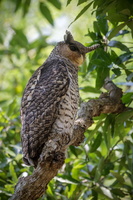 Spot-bellied Eagle-owl (Bubo nipalensis) (1)
