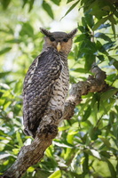 Spot-bellied Eagle-owl (Bubo nipalensis) (3)