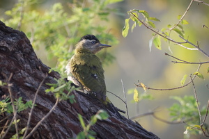 Streak-throated Woodpecker (Picus xanthopygaeus) (1)
