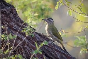 Streak-throated Woodpecker (Picus xanthopygaeus) (2)