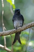 White-bellied Drongo (Dicrurus caerulescens) (2)