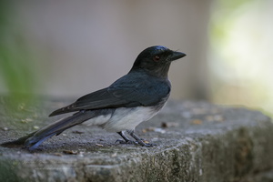 White-bellied Drongo (Dicrurus caerulescens) (1)