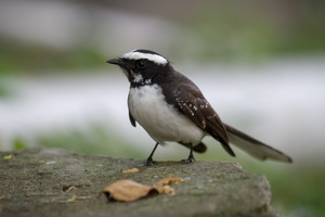 White-browed Fantail (Rhipidura aureola) (2)