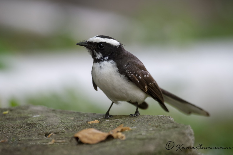 White-browed Fantail (Rhipidura aureola) (2).jpg