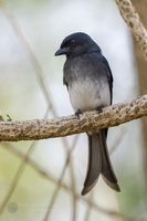 White-bellied Drongo (Dicrurus caerulescens) (3)