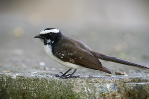White-browed Fantail (Rhipidura aureola) (1)