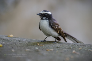 White-browed Fantail (Rhipidura aureola) (5)
