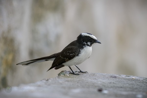 White-browed Fantail (Rhipidura aureola) (3)