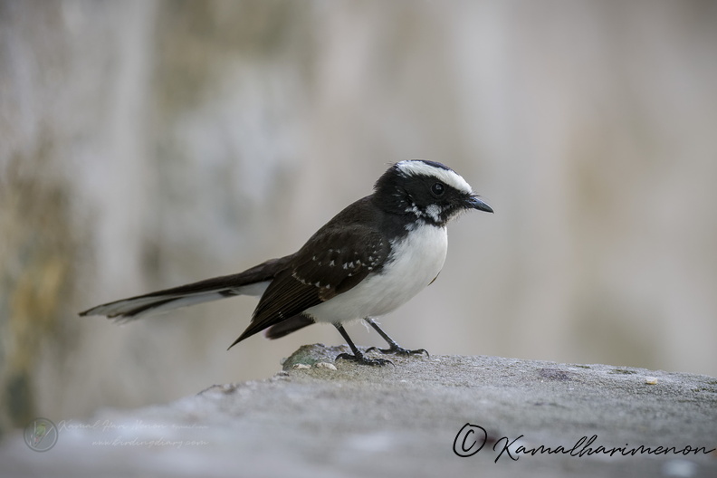 White-browed Fantail (Rhipidura aureola) (3).jpg