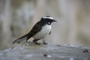 White-browed Fantail (Rhipidura aureola) (4)