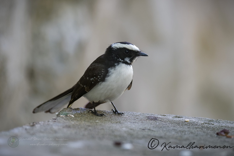White-browed Fantail (Rhipidura aureola) (4).jpg