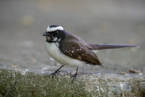 White-browed Fantail (Rhipidura aureola) (7)