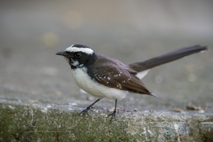 White-browed Fantail (Rhipidura aureola) (6)