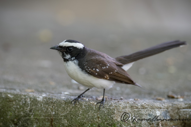 White-browed Fantail (Rhipidura aureola) (6).jpg
