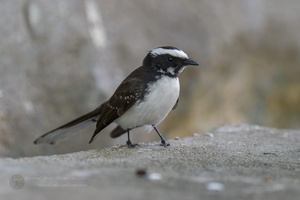 White-browed Fantail (Rhipidura aureola) (8)