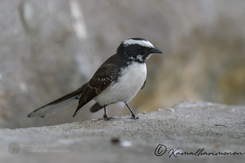 White-browed Fantail (Rhipidura aureola) (8).jpg