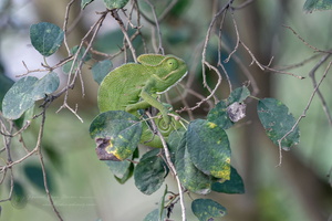 White-browed Fantail (Rhipidura aureola)
