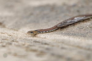 wolf snake (1)