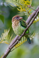 White-cheeked Barbet (Psilopogon viridis)