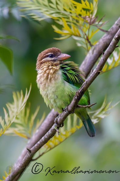 White-cheeked Barbet (Psilopogon viridis).jpg