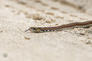 wolf snake (2)