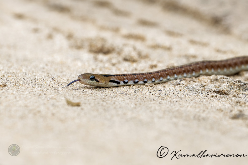 wolf snake (2).jpg