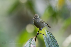  5002385 DxO-SAI-focus