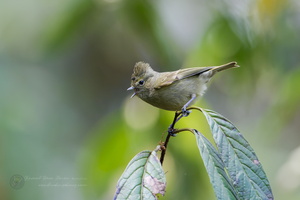  5002393 DxO-SAI-stabilize