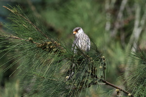 Amur falcon (Falco amurensis)