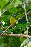 Andaman Bulbul (Brachypodius fuscoflavescens)